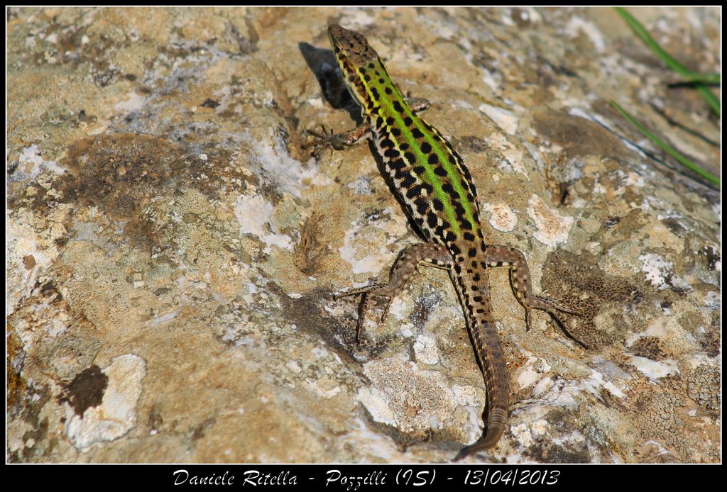 Un p di Podarcis siculus campestris della mia zona!
